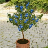 Voćke i grmlje koje vole vlagu za vikendice